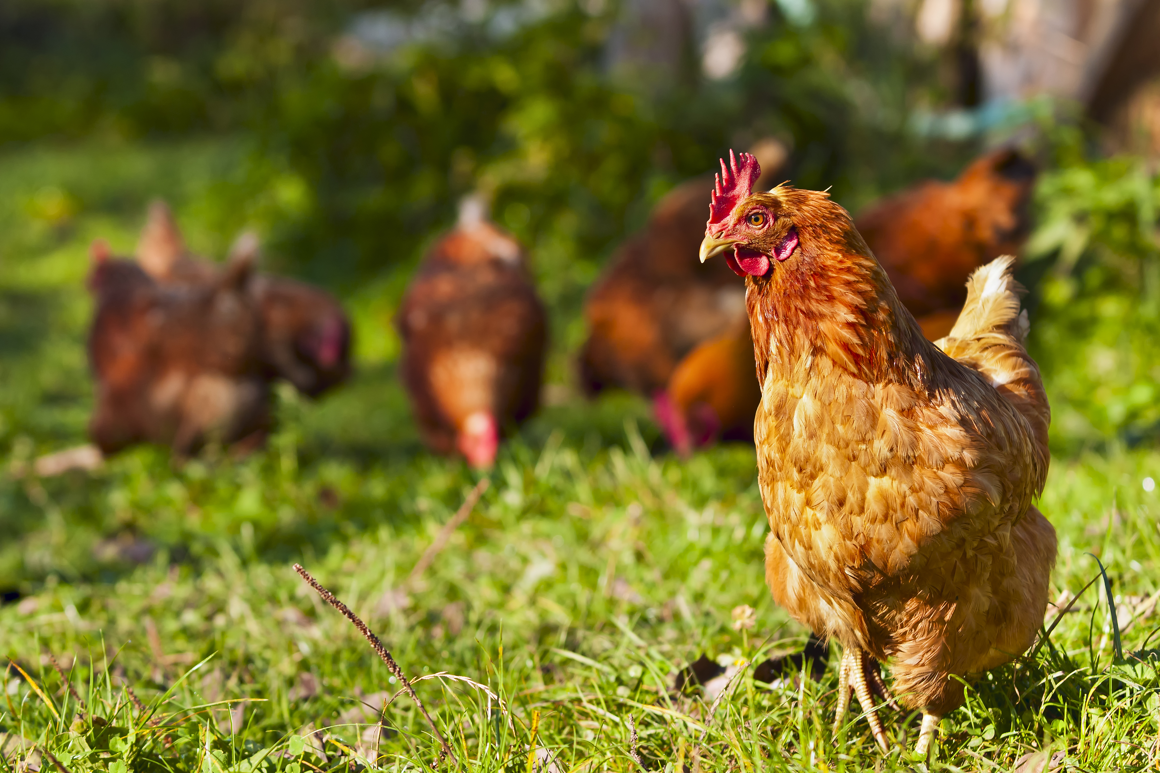 Gallinas con pelo