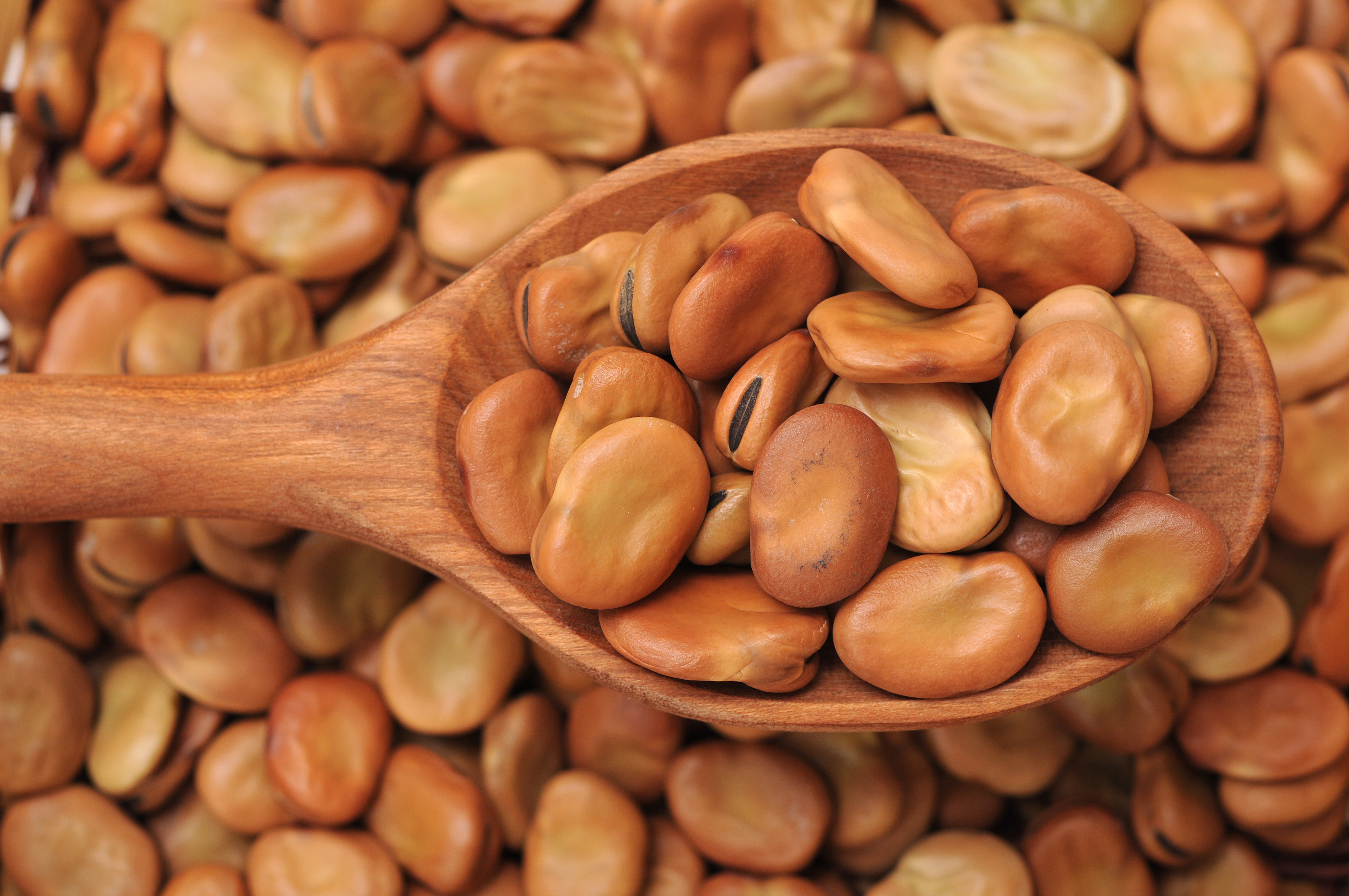 Return Of Fava Beans News Speciality Food Magazine