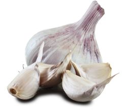 Iberian Wight Large Bulb