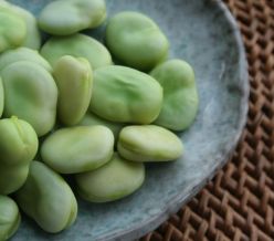 field fare Baby Broad Beans